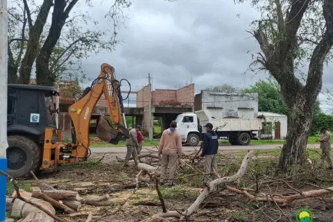 Trabajos preventivos de poda y mantenimiento